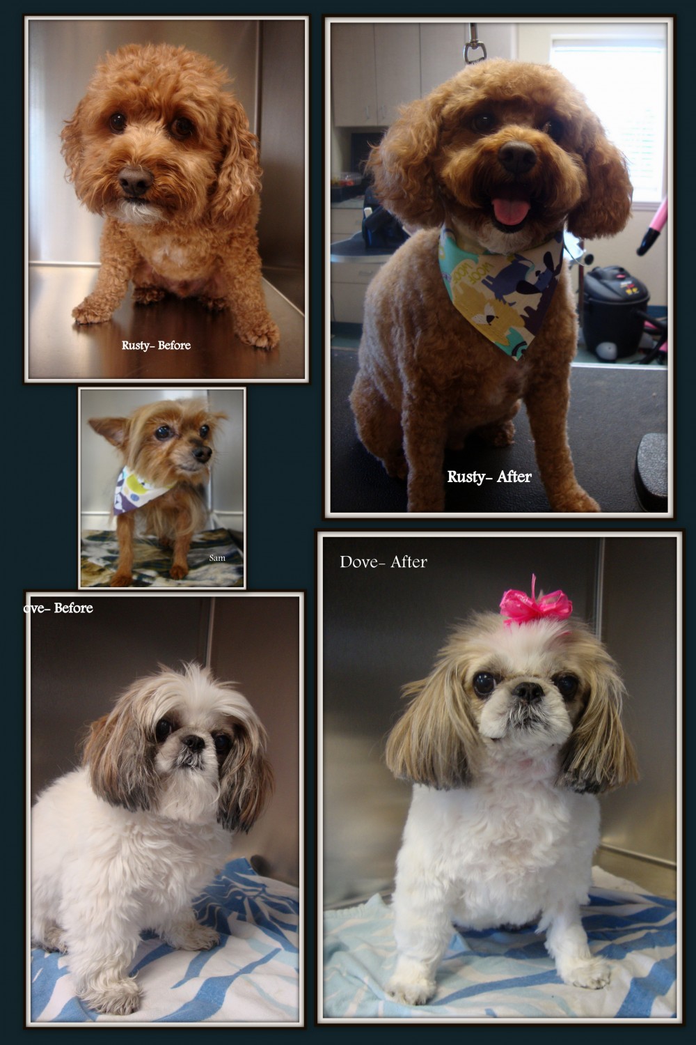 Some of our grooming clients