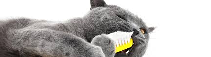 Cat with Toothbrush Cat with Toothbrush