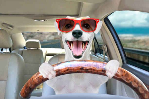 dog driving car