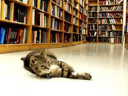 Cat in Library