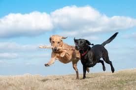 Running Labs Running Labs