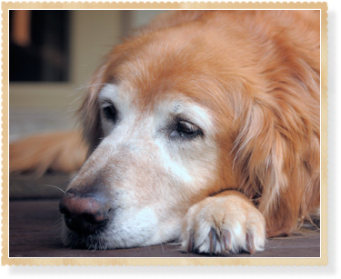 Senior Dog