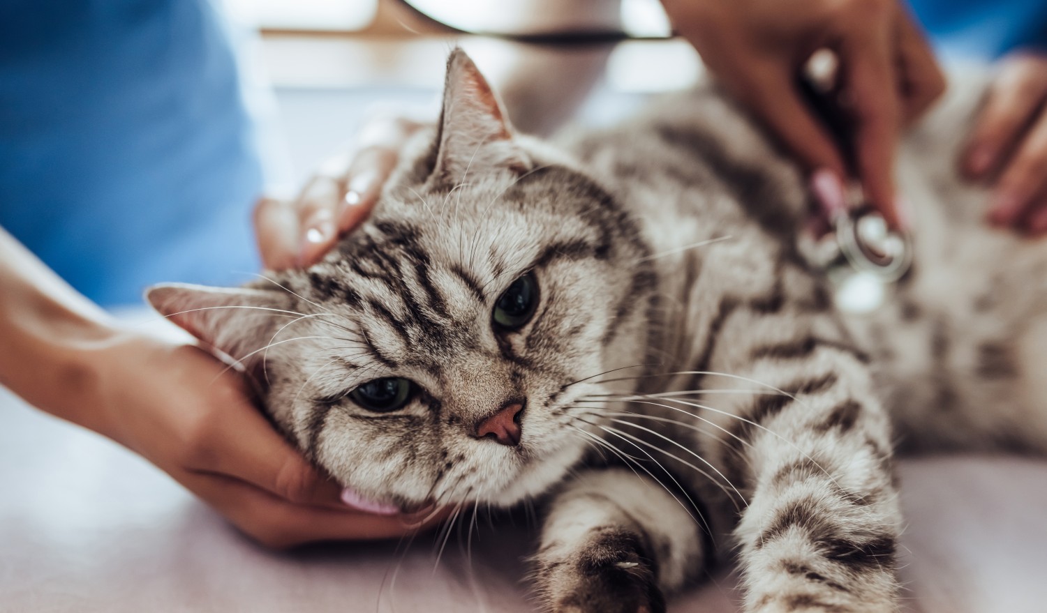 Medical Care - Cat being examined