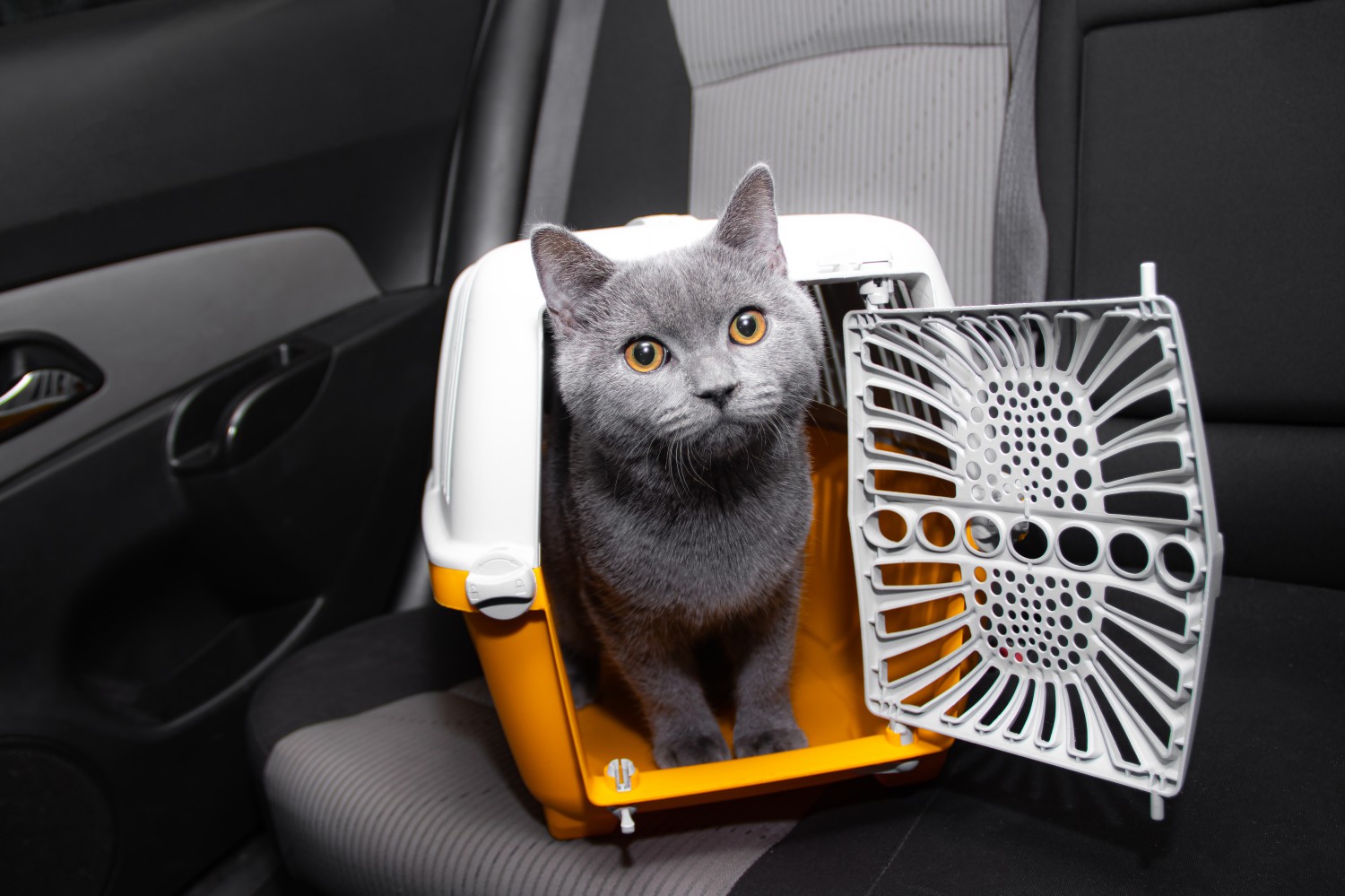 Health Cert - Cat in Carrier in Car