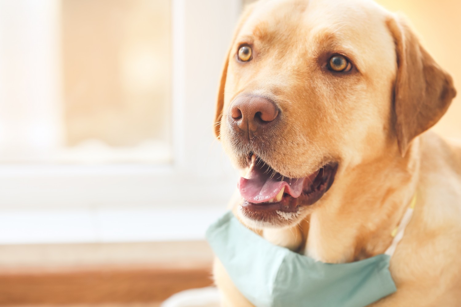 Surgery - Dog with Surgical Mask