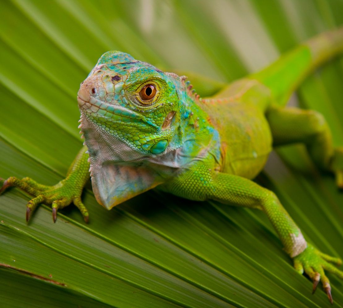 Pocket Pets - Lizard on Leaf