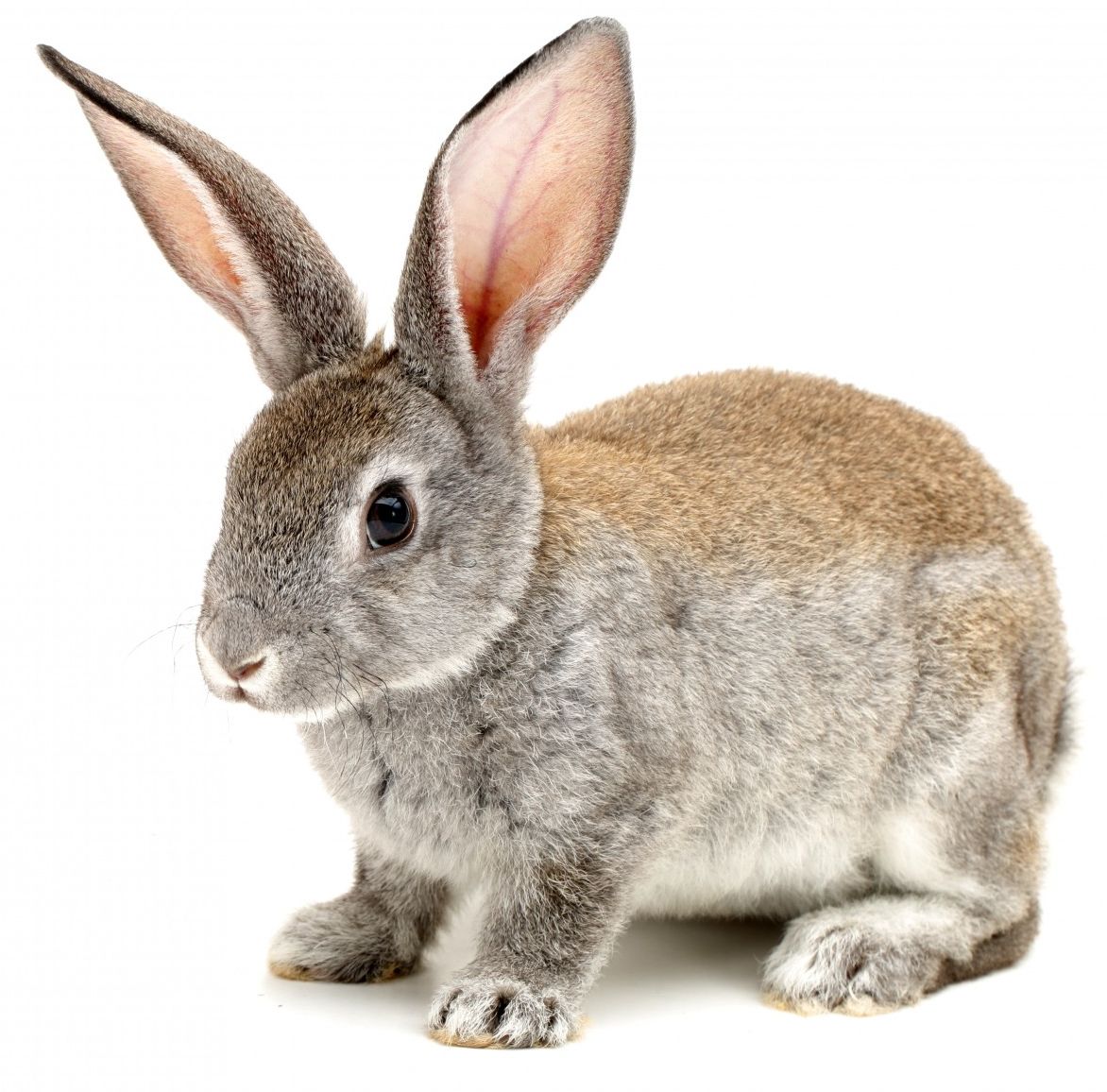 Rabbit Image